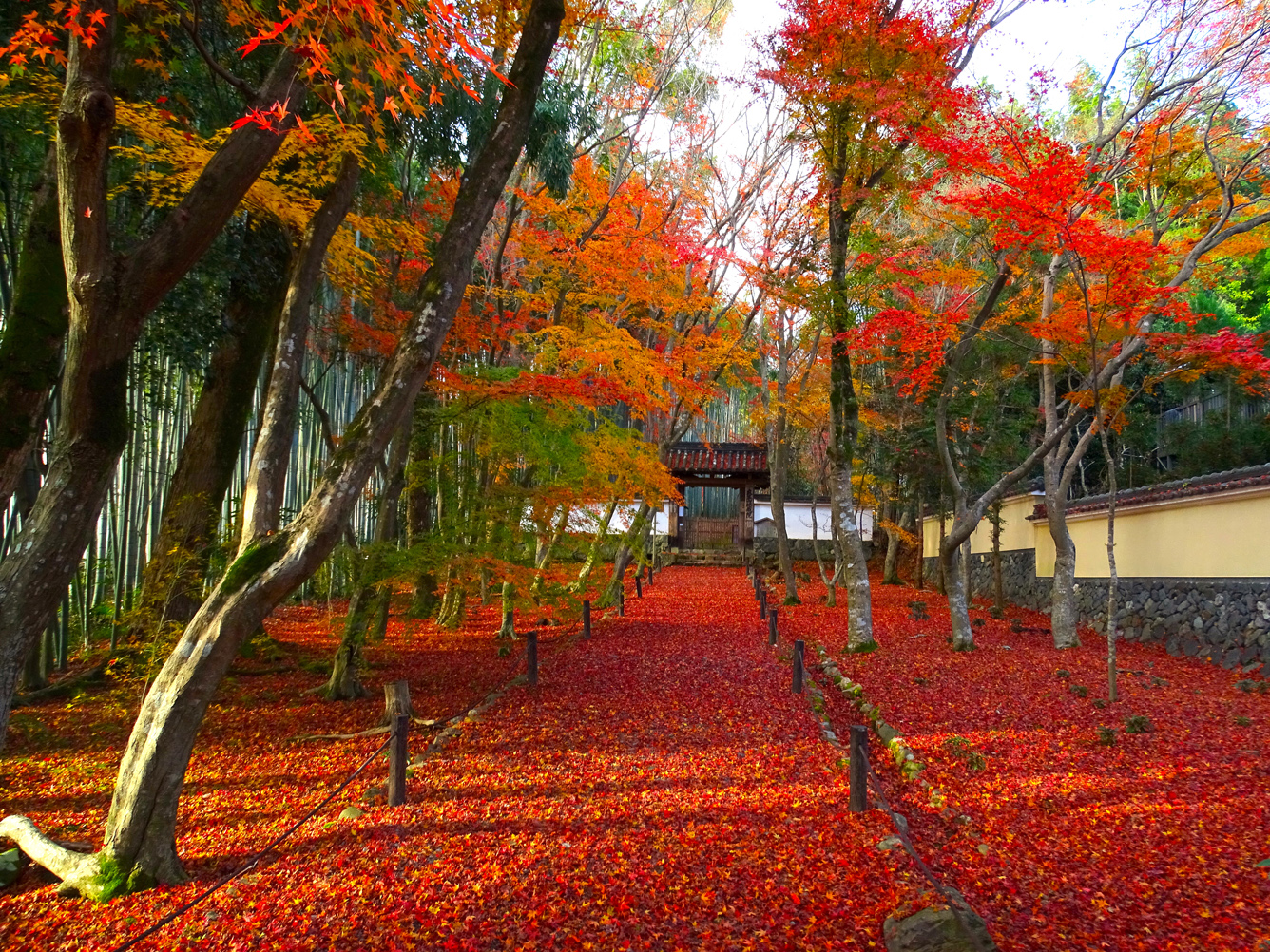 2023年度京阪旅遊行程(11/29第三天) 2023年度京阪旅遊行程(11/29第三天)