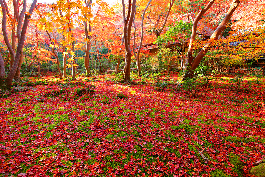2023年度京阪旅遊行程(11/29第三天) 2023年度京阪旅遊行程(11/29第三天)